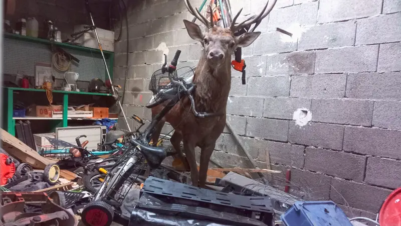 Dordogne : un cerf évacué d’un garage par les pompiers et l’OFB