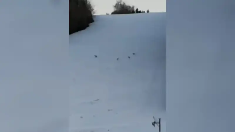 4 loups à la station de ski les fourgs