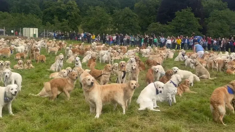 Près de 500 Golden Retrievers se sont rassemblés en Écosse, mais pourquoi?