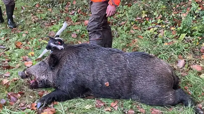 Un sanglier de 174 kg prélevé en Charente