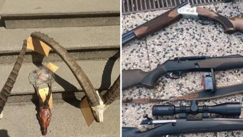 Drôme : Six braconniers arrêtés, leurs pick-up, leurs armes et munitions ont été saisis