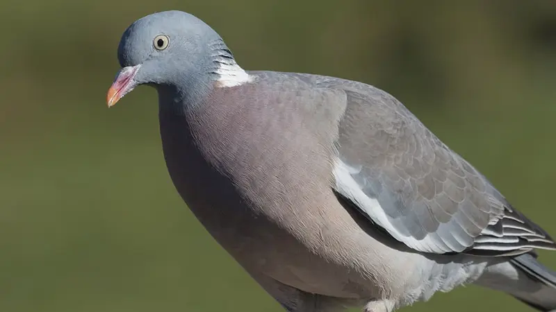 2 palombières ont été vandalisées et 90 appelants (palombe) massacrés