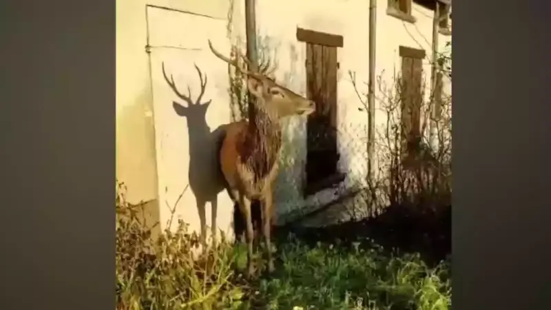 Affaire chasse a courre Ingrannes