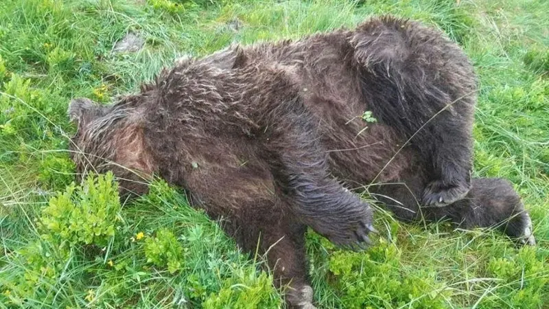 La récompense de l’ours passe à 50 000€