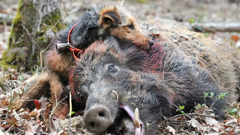Alerte : près de 10 chiens de chasse morts, la maladie d’Aujeszky fortement suspectée