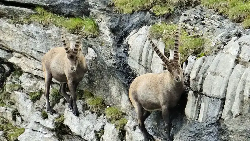 Un appel à témoin lancé après la découverte de 6 bouquetins des Alpes abattus en Haute-Savoie