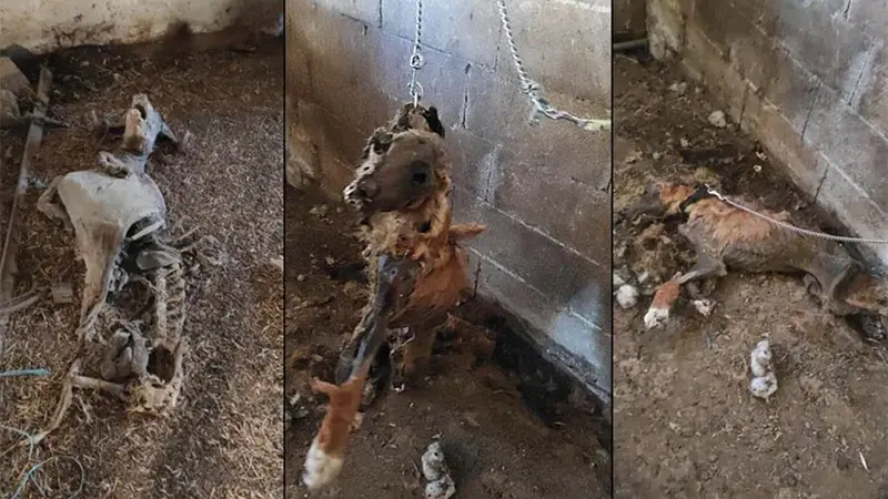 Hérault : le responsable du refuge de Lunel laissait mourir les animaux recueillis