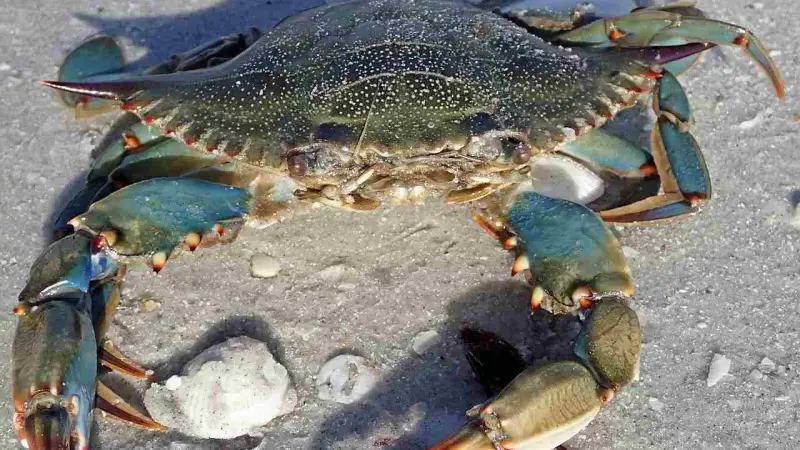 Callinectes_sapidus_blue_crab