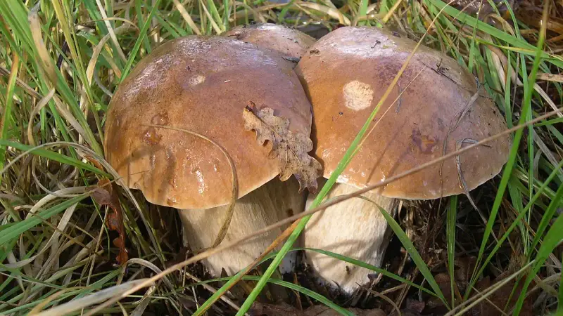 Cepes