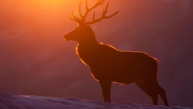 Alpes-Maritimes : Un cerf blessé en convalescence sur le terrain d’une société de chasse