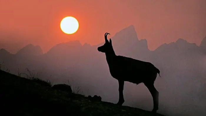 La fédération de chasse de la Lozère réintroduit des chamois dans les Gorges du Tarn