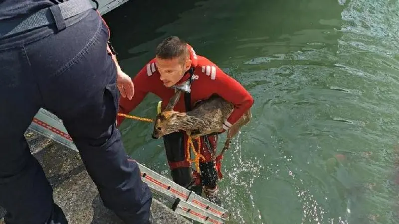 Un chevreuil ivre sauvé de la noyade par les pompiers !