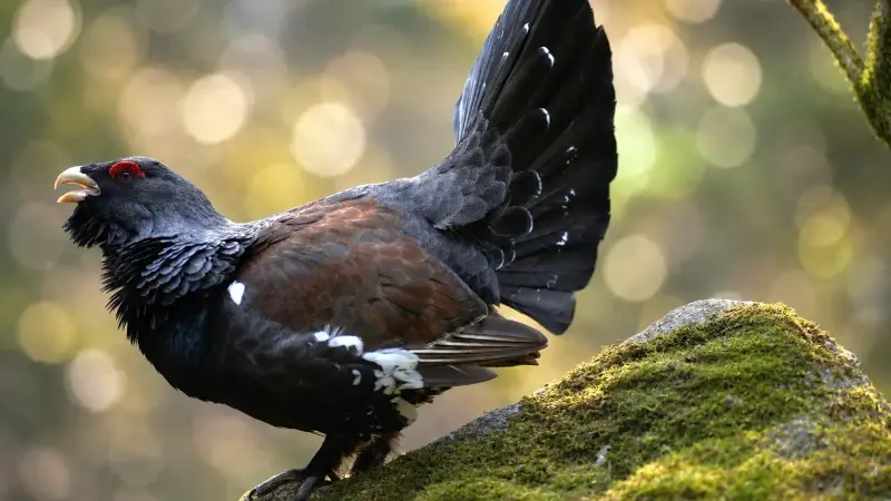 Grand tétras dans les Vosges : les chasseurs interpellent la Ministre de la transition écologique