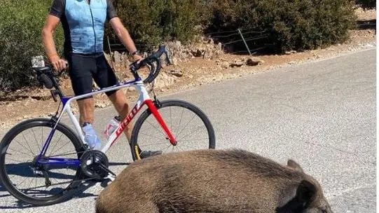 Denis Brogniart se prend en photo avec un sanglier en Vaucluse