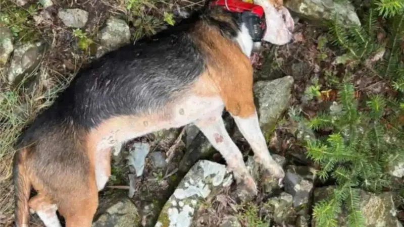 Grèce : cinq chiens de chasse dévorés par une meute de loups