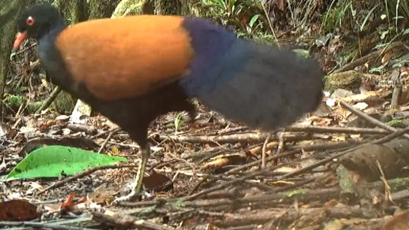 Une espèce de pigeon observée alors qu’elle était considérée comme disparue depuis 140 ans