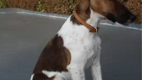 Fox terrier à poil lisse