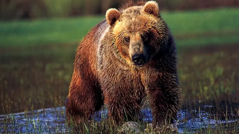 Un randonneur tué par un grizzly aux Etats-Unis