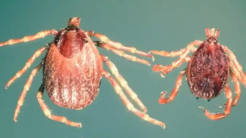Hyalomma marginatum