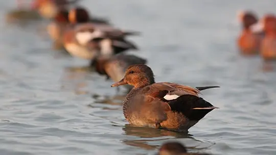Grippe aviaire : Interdiction d’utiliser des appelants