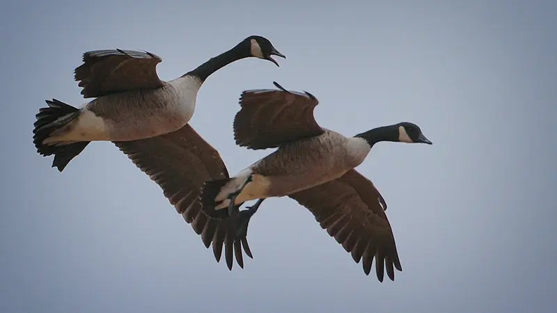 Les chasseurs veulent épargner des oies bernaches