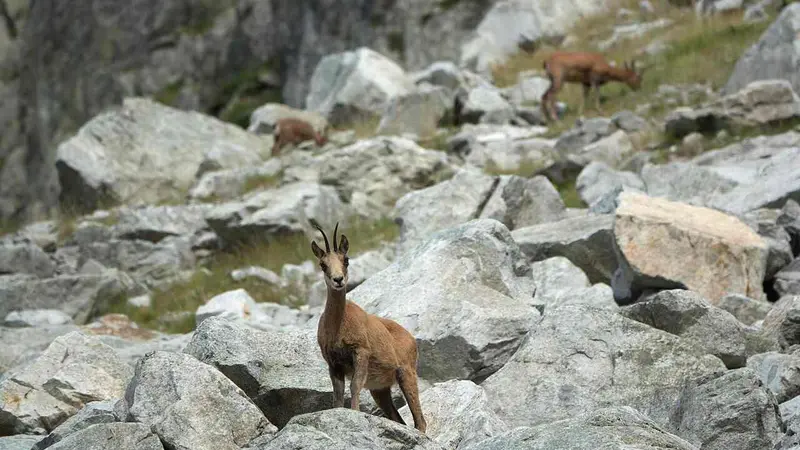 Isard