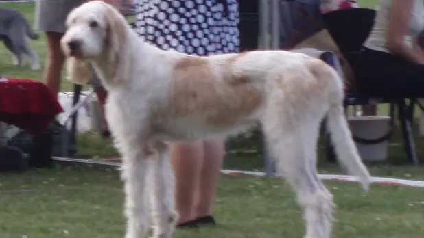 Grand griffon vendéen