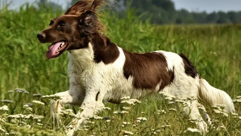 Le petit münsterländer