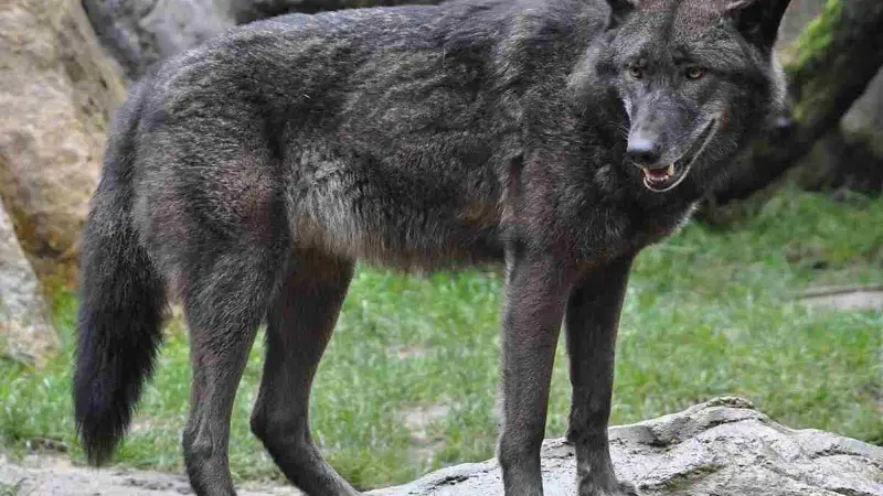 Loup-gris-noir