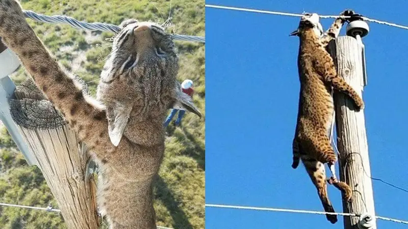 Insolite : un lynx retrouvé mort, pendu à une ligne électrique