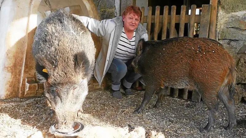 Obélix et Nestor, 2 sangliers « domestiques » abattus créent la polémique