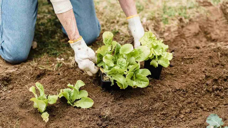 OFB vinaigre jardin