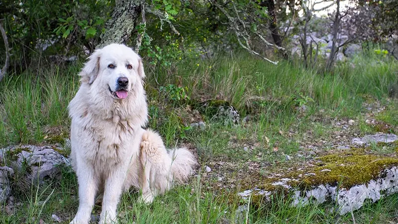 Un ours tue un chien Patou, les éleveurs des Pyrénées en colère