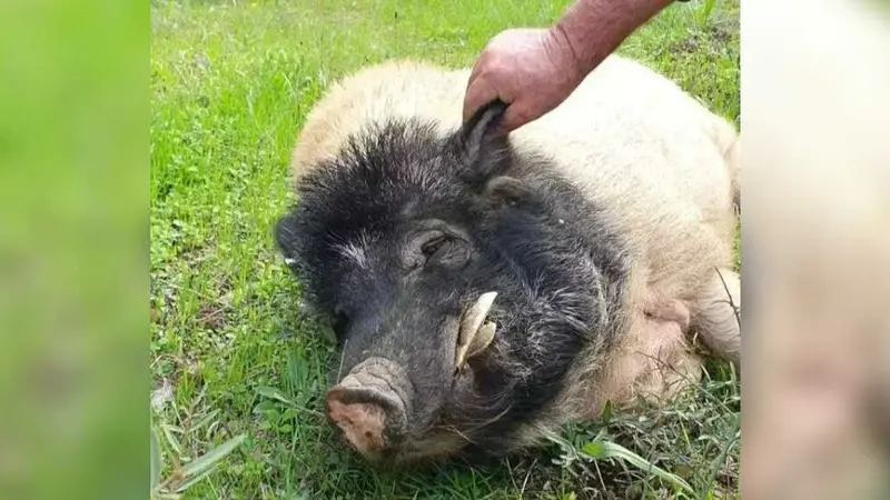 Pogui le cochon de Six-Fours