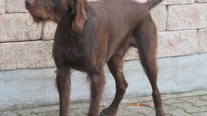 Le pudelpointer