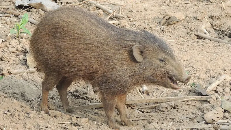 Alors qu’on le croyait perdu, le sanglier nain reprend du poil de la bête