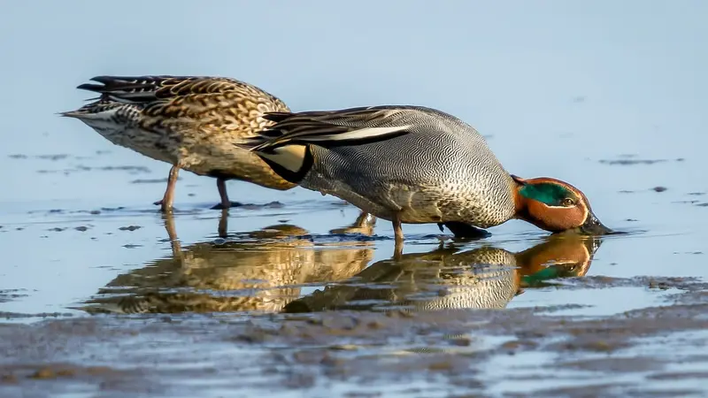 Chasse du gibier d’eau : une nouvelle campagne de récolte d’ailes commence pour l’ISNEA, l’ANCGE et la FNC