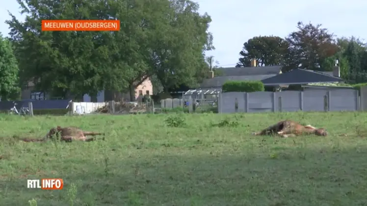 Deux poneys Shetland tués par les loups en Belgique