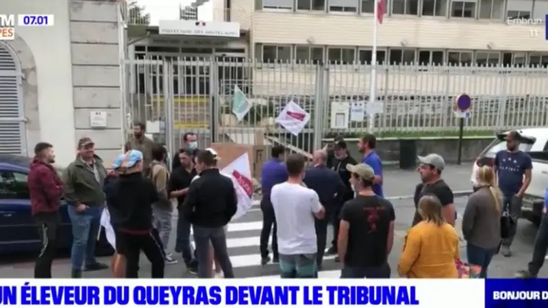 Morsures de patous sur les randonneurs : un éleveur devant le tribunal risque une sévère condamnation