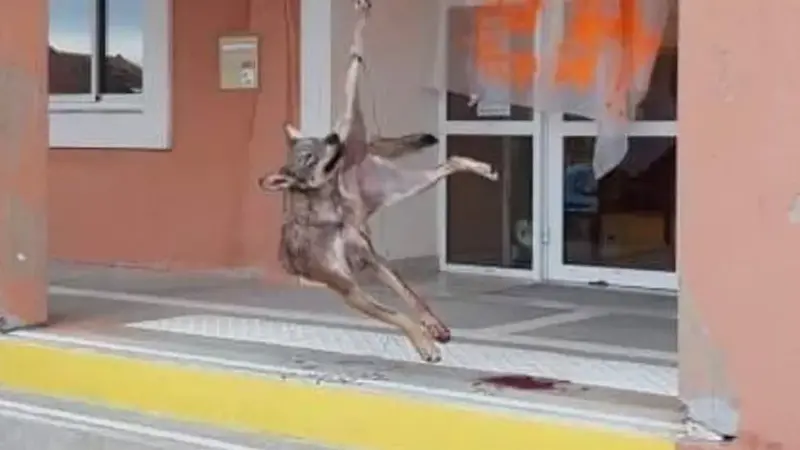 Un loup mort mis en scène devant une mairie des Hautes-Alpes
