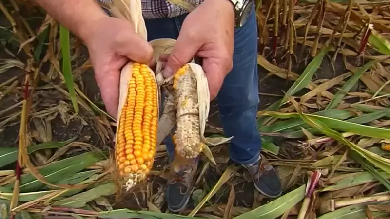 Dégâts de sangliers dans le nord : la colère d’un agriculteur au journal de 13h sur TF1
