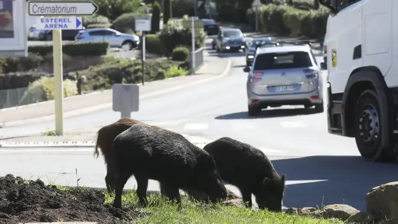 Des sangliers dans Saint-Raphaël en pleine journée