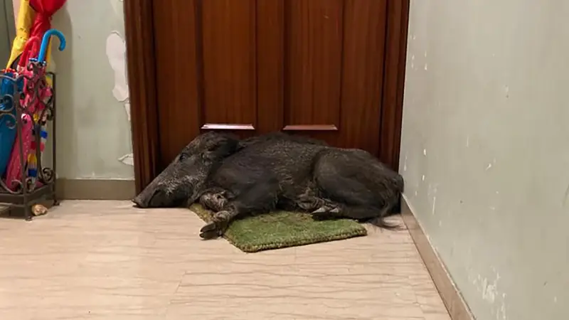 Insolite : un homme découvre un sanglier endormi sur son paillasson en partant travailler