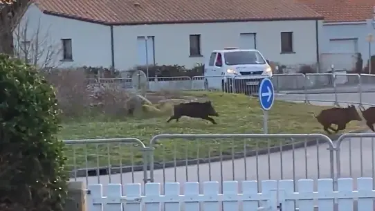 (Encore) des sangliers dans les rues de Saint-Hilaire-de-Riez