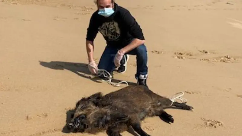 Un sanglier nageur retrouvé sur l’île de Cézembre