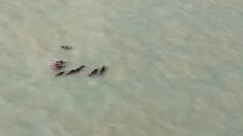 Harde de sanglier dans la baie du Mont Saint Michel.