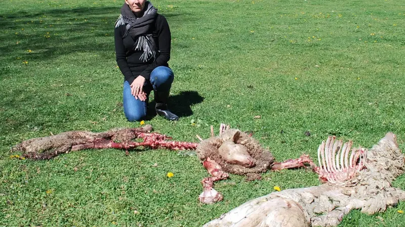 Une meute de loups tue 7 moutons dans les Alpes-de-Haute-Provence