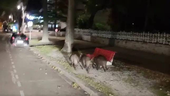 Trois sangliers filmés en pleine ville devant le casino d’Arcachon