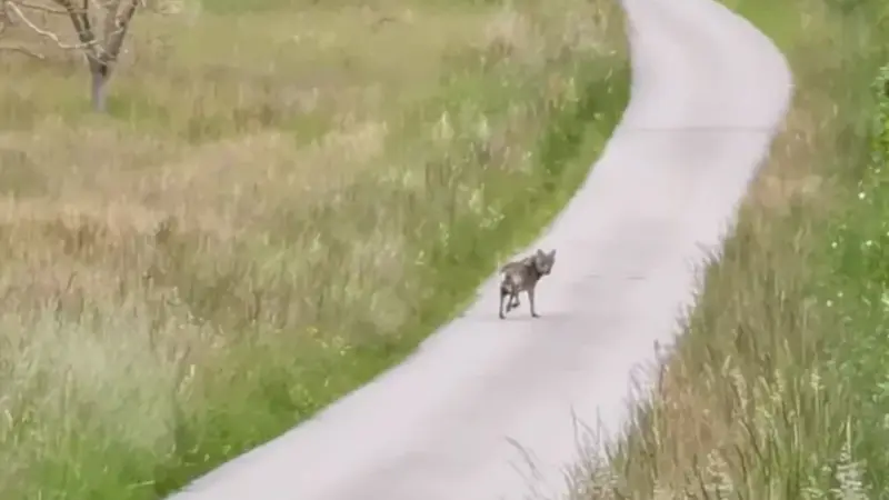 Au nord de la Drôme, un père et son fils ont filmé un loup