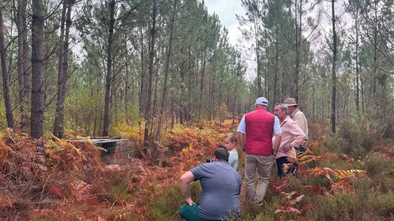 Gironde : plus de 1 000 faisans réintroduits sur les territoires touchés par les incendies